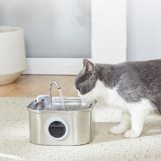 chat gris bois eau fontaine a eau chat