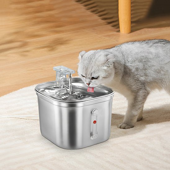 chat gris buvant eau frais fontaine a eau chat