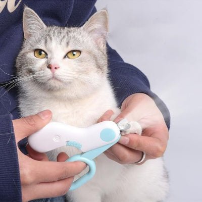 Chat gris calme pendant la Coupe griffe chat