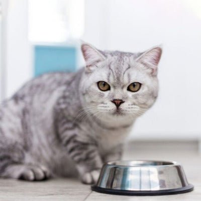 Chat gris et blanc au regard intense, assis à côté d’une gamelle pour chat.