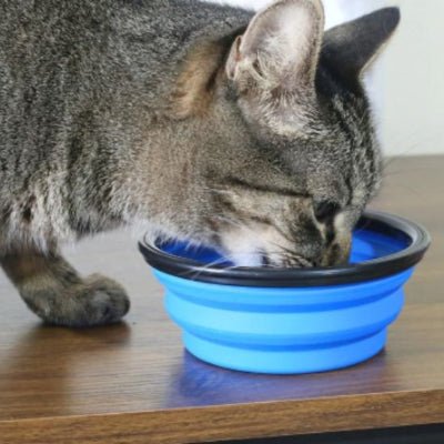 chat gris mangeant dans une Gamelle chat bleu