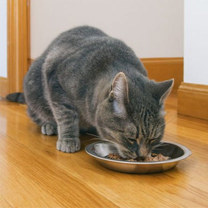 chat gris mangeant dans gamelles chaton