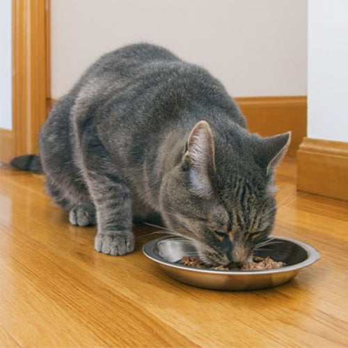 chat gris mangeant dans gamelles chaton