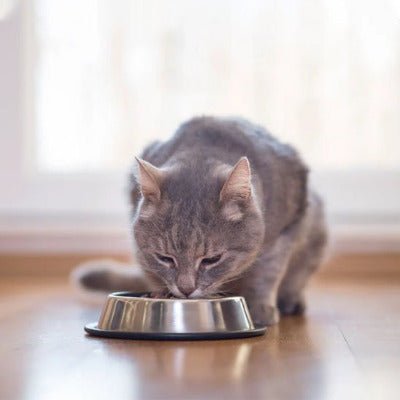 Chat gris mangeant son repas dans une gamelle chat