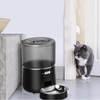 chat gris observe prudemment distributeur croquette chat noir