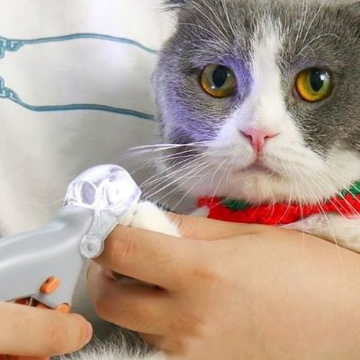 chat gris regarde le coupe ongle chat