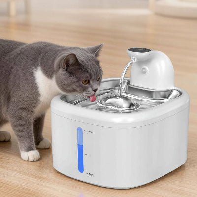 chat s'hydratant avec la fontaine pour chat
