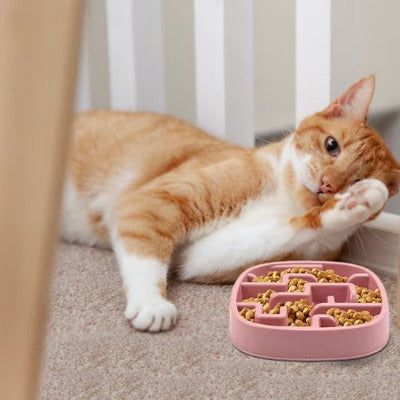 Chat lèche sa patte devant une gamelle anti glouton chat