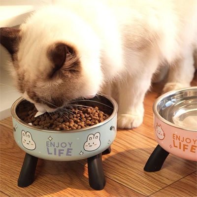 Chat mangeant confortablement dans une Gamelle chat surélevée