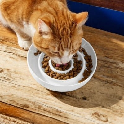 chat mangeant croquettes dans une gamelle anti glouton chat blanche