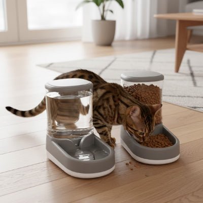 chat mangeant dans le distributeur croquette chat gris