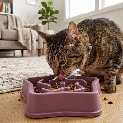 chat mangeant dans gamelle anti-glouton chat violet