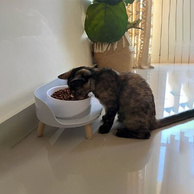 chat mangeant repas dans la Gamelle chat