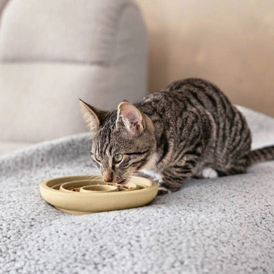 chat mangeant repas dans une gamelle anti glouton chat blanche