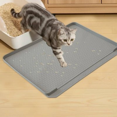 chat marchant sur le tapis pour litiere chat