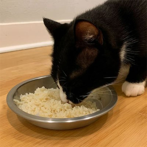 chat noir mangeant dans gamelles chaton