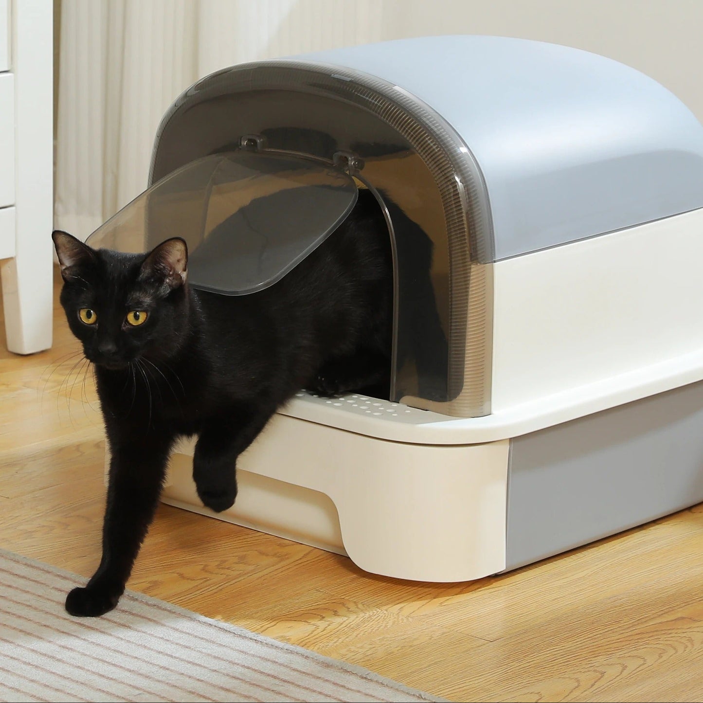 chat noir sortant du bac a litiere a chat 