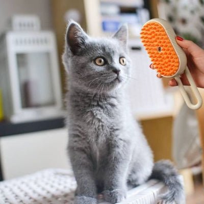 Chat observant une brosse chat