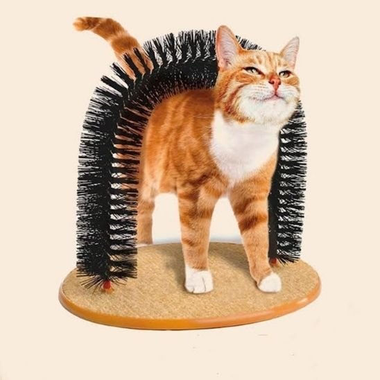 chat passe par brosse poil chat 