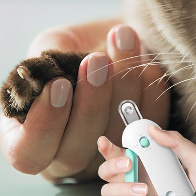 Chat préparé à la coupe ongle chat entre la main