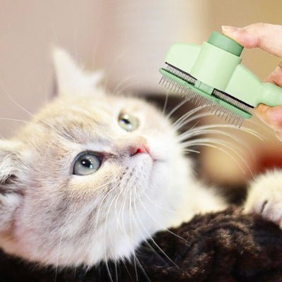 Chat prêt pour le brossage avec une brosse pour chat