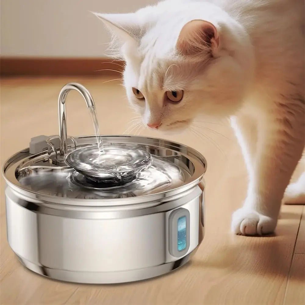 chat est proche de la fontaine à eau chat inox