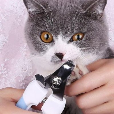 chat regardant le coupe ongle pour chat