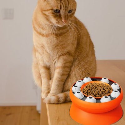 chat regardant la Gamelle chat