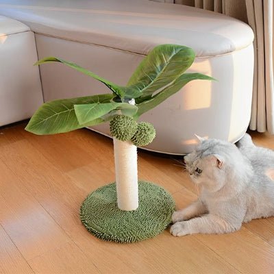 chat regardant le Griffoir chat