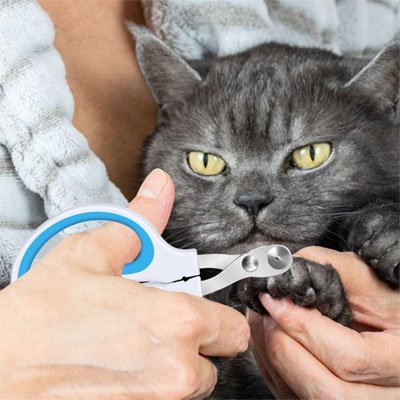 chat regarde Coupe griffe chat en action 