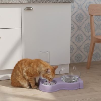 Chat roux mangeant son repas dans une gamelle pour chat violet
