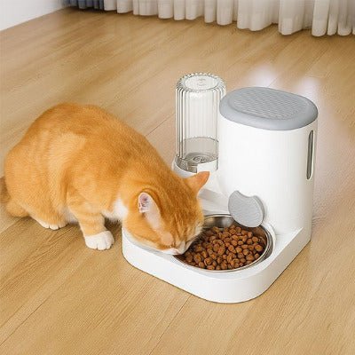 chat roux mangeant repas distributeur croquettes chat