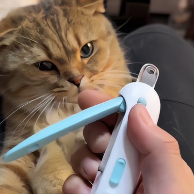chat roux regarde le coupe ongle chat
