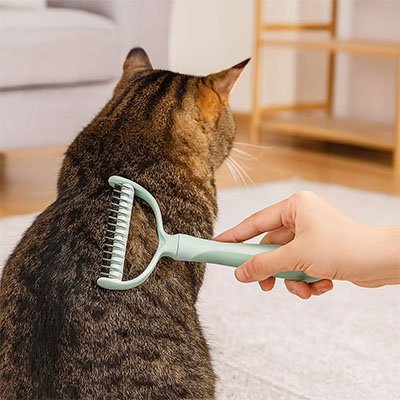 Chat se faisant brosser le dos avec une brosse pour chat