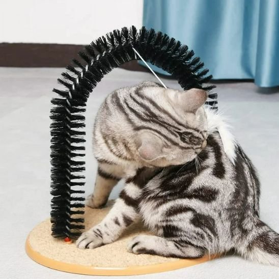 chat se lèche sur brosse poil chat