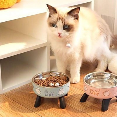 Chat se tenant debout près de sa Gamelle chat surélevée