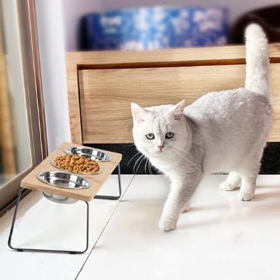 Chat se tenant près de la gamelle chat