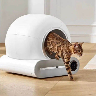 Le chat sort du bac à litière chat 