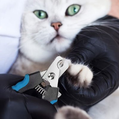 Chat sur les genoux lors de la coupe griffe chat