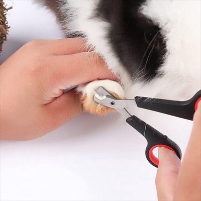 Chat sur les genoux pendant la coupe des griffes Coupe griffe Chat
