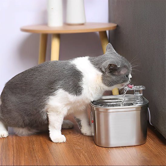 chat tache gris boit eau frais fontaine a eau chat