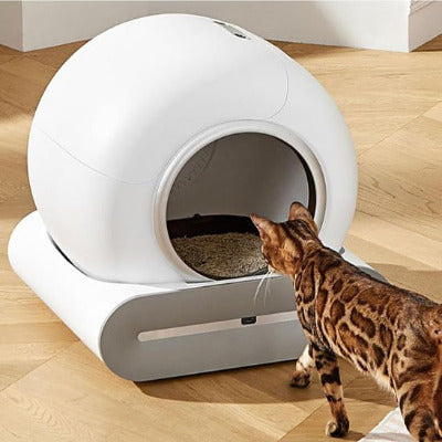 chat taché marche vers le bac à litière chat 