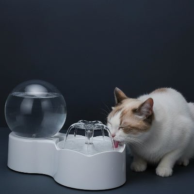 chat tête brun buvant dans une fontaine chat