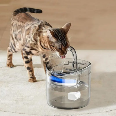 Chat Tigre buvant eau fontaine a eau chat