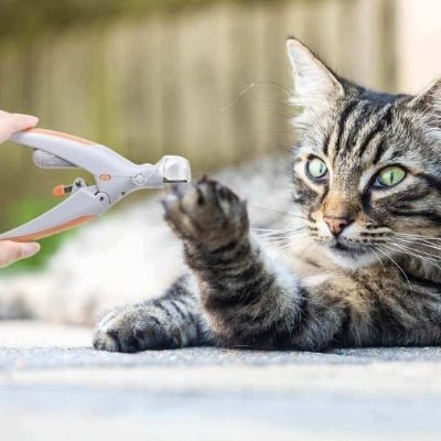 Chat tigré tend la patte pour la coupe ongle chat