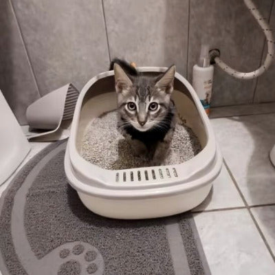 Le chat va sauter hors du bac a litiere pour chat