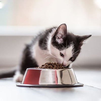 Chaton blanc et noir savourant des croquettes dans une gamelle chat.