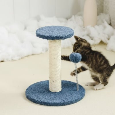 chaton jouant a la balle du griffoir pour chat bleu