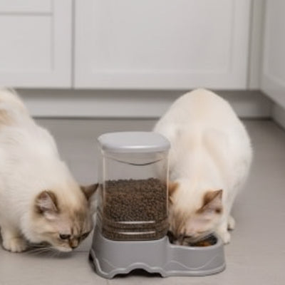 Deux chats mange au distributeur de croquettes 