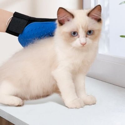 Chatte brossé à l’aide d’un gant de toilettage